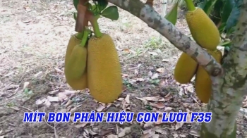 Giao 50 bao phân bón hiệu Con Lười F35 cho bà con tại Chợ Lách – Bến Tre