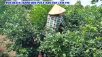 THU HOẠCH VƯỜN CHANH BÓN PHÂN HIỆU CON LƯỜI F35 TẠI TIỀN GIANG