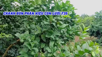 Bón Phân Hiệu Con Lười F35 Cho Chanh Và Cái Kết: Lá Bóng – Trái To, Mọng Nước – Ít Bệnh!