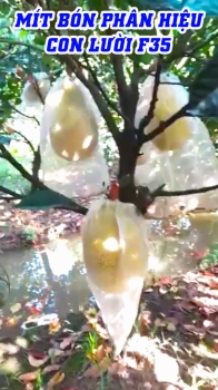 GIAO PHÂN BÓN HIỆU CON LƯỜI F35 CHO CHÚ BẢY Ở TÂN QUỚI – VĨNH LONG | THĂM LẠI VƯỜN MÍT SAU HƠN 1 NĂM SỬ DỤNG F35
