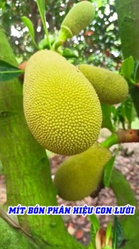 Thực Tế 28 Công Mít Ruột Đỏ Bón Phân Hiệu Con Lười F35 Tại Châu Thành – Đồng Tháp