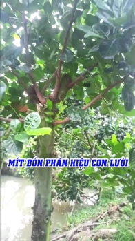 PHỤC HỒI VƯỜN MÍT LÃO BẰNG PHƯƠNG PHÁP CẮT ĐỌT KẾT HỢP SỬ DỤNG PHÂN BÓN HIỆU CON LƯỜI