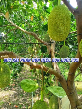 Hiệu Quả Thực Tế Từ Vườn Mít Ruột Đỏ & Mít Thái xài phân bón hiệu Con Lười Tại Đồng Tháp
