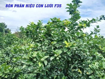 Vườn chanh 17 tháng tuổi xài phân bón hiệu Con Lười F35 tại Tiền Giang