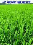 Hiệu Quả Thực Tế Ruộng Lúa 50 Ngày Tuổi Bón Phân Hiệu Con Lười F35 Tại Mỹ An – Tháp Mười