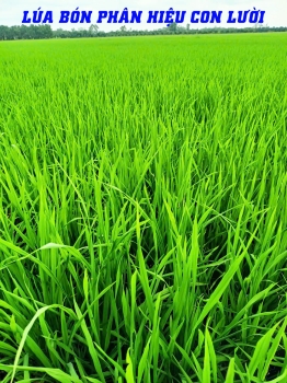 Hiệu Quả Thực Tế Ruộng Lúa 50 Ngày Tuổi Bón Phân Hiệu Con Lười F35 Tại Mỹ An – Tháp Mười