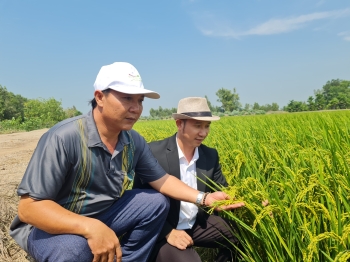 Lúa DS1 Sử Dụng Phân Bón Hiệu Con Lười - Hiệu Quả Vượt Trội Trong Canh Tác Nông Nghiệp