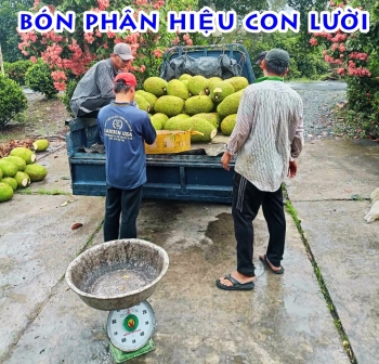 Thu hoạch 3 công mít sử dụng phân bón hiệu Con Lười |Năng suất trái rất cao tại Tháp Mười, Đồng Tháp