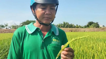 Anh Út Lớn tại  xã Vĩnh Thuận, huyện Vĩnh Hưng, tỉnh Long An đã tin dùng phân bón hiệu Con Lười cho cây Lúa đạt hiệu quả rất cao