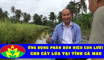 Nhà Khoa học Thạc Sĩ Nguyễn Văn Luých về đánh giá Lúa bón Phân Hiệu Con Lười tại tỉnh Cà Mau