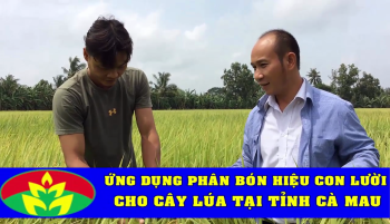 Phân bón Hiệu Con Lười bón cho cây Lúa tại xã Khánh Bình Tây, huyện Trần Văn Thời, tỉnh Cà Mau