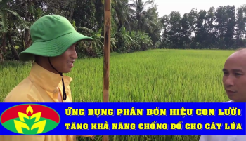 Phân Con Lười bón cho Lúa tại huyện Trần Văn Thời, tỉnh Cà Mau