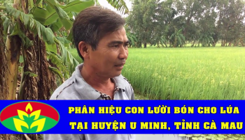Đánh giá hiệu quả sử dụng Phân Bón Hiệu Con cho cây Lúa tại huyện U Minh, tỉnh Cà Mau