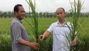 Ứng dụng phân bón Hiệu Con Lười cho lúa sạ dày tại huyện Trần Văn Thời, tỉnh Cà Mau đem lại hiệu quả kinh tế cao