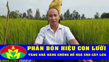 Chủ tịch HĐQT công ty CP Phân bón Mùa Vàng về thăm lúa bón phân Hiệu Con Lười tại Cà Mau