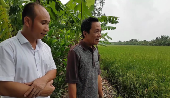 Hiệu quả sử dụng phân bón Con Lười cho cây Lúa tại tỉnh Cà mau