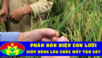 Phân bón Hiệu Con Lười giúp bông lúa chắc mẩy từ trong cậy