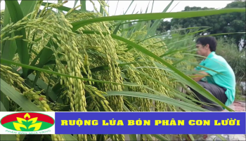 Thành quả Lúa bón phân Hiệu Con Lười - Phân bón tốt nhất hiện nay