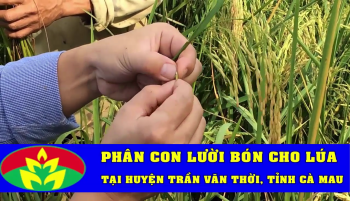 Thành quả cây Lúa áp dụng quy trình bón phân Hiệu Con Lười 2 lần cho cả vụ 