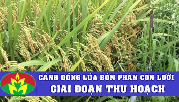 Quá trình phát triển của cây Lúa bón Phân Hiệu Con Lười