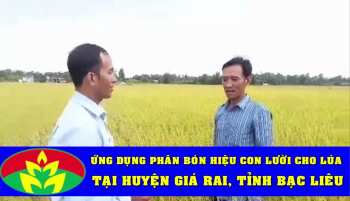 Ứng dụng Phân bón Hiệu Con Lười cho Lúa tại huyện Giá Rai, tỉnh Bạc Liêu