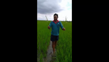 Anh Hùng tại Xã Mỹ Tú, huyện Châu Thành, tỉnh Sóc Trăng rất hài lòng khi ứng dụng Phân Bón Hiệu Con Lười cho cây Lúa