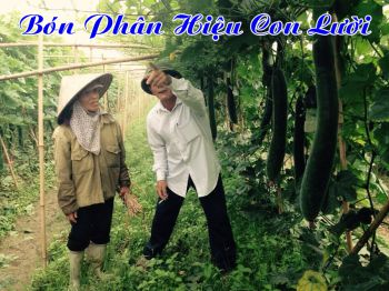 Bí xanh bón phân hiệu Con Lười tại thành phố Hải Phòng 