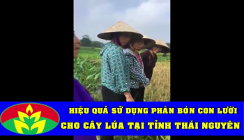 Lúa bón phân Hiệu Con Lười tại tỉnh Thái Nguyên
