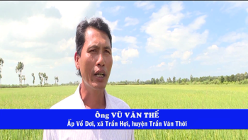 Phân bón Công nghệ sinh học hiệu Con Lười - Giải Pháp sản xuất Lúa An Toàn trên toàn tỉnh Cà Mau