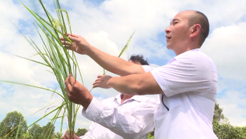 Vua Lười ra đồng kiểm tra sức khỏe cây Lúa cùng bà con Nông Dân tại miền Tây Nam Bộ 