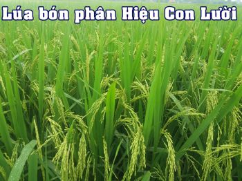 Lúa sử dụng phân bón công nghệ sinh học hiệu Con Lười tại huyện Phú Bình, tỉnh Thái Nguyên.