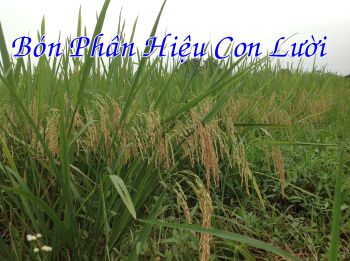 Phân bón tốt nhất cho cây Lúa - Phân bón hiệu Con Lười