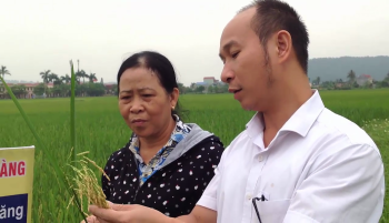 Nông dân huyện An Lão - Hải Phòng sử dụng phân bón hiệu Con Lười vào sản xuất Lúa An Toàn