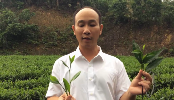 Vua Lười so sánh sự khác nhau giữa búp chè bón phân hiệu Con Lười và bón phân truyền thống