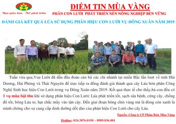 Miền Bắc đã có vụ mùa bội thu khi sử dụng phân hiệu Con Lười - Phân bón Công Nghệ sinh học tốt nhất cho cây Lúa 