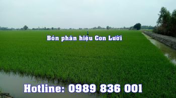 Lúa bón phân Con Lười tại huyện Thủ Thừa, tỉnh Long An