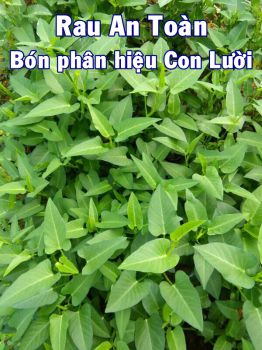 Nông dân tỉnh Thái Nguyên ứng dụng phân bón Công Nghệ Sinh Học hiệu Con Lười vào sản xuất Rau An Toàn vì sức khỏe của các thành viên trong gia đình và người tiêu dùng.