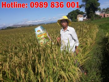 Nông dân Tỉnh Bình Định nhận xét về Phân bón Công NGhệ Sinh Học hiệu Con Lười cho Lúa