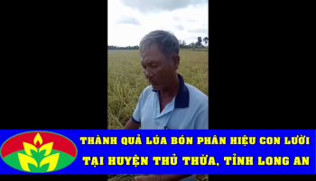 Cánh đồng Lúa Nếp bón phân Công Nghệ Sinh Học hiệu Con Lười tại huyện Thủ Thừa, tỉnh Long An