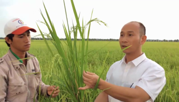 Bón Phân Công Nghệ Sinh Học hiệu Con Lười giúp Lá Lúa thẳng như chông, dày lá, ít sâu bệnh. 46 lượt xem