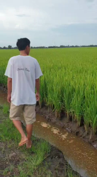 Phân bón Lúa tốt nhất hiện nay tại huyện Tân Thạnh tỉnh Long An - Phân Công Nghệ Sinh học hiệu Con Lườihiệu Con Lười