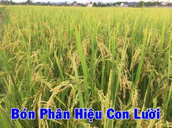 Nông dân huyện Đô Lương, tỉnh Nghệ An sử dụng phân bón Công Nghệ sinh học cho Lúa trong vụ Hè Thu năm 2019 đã cho Thu hoạch