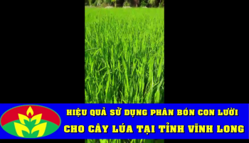 Nông dân tỉnh Vĩnh Long Lúa bón Phân hiệu Con Lười Lúa trong vụ Hè Thu năm 2019 đem lại hiệu quả rất Cao