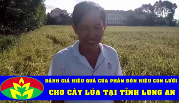 Hiệu quả sử dụng phân bón Công Nghệ Sinh học hiệu Con Lười cho Lúa Nếp tại tỉnh Long An