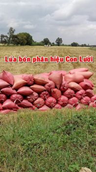 Thu hoạch Lúa Nếp bón phân hiệu con Lười tại tỉnh Long An cho năng suất cao vượt trội