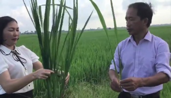 CÁNH ĐỒNG LÚA BÓN PHÂN CÔNG NGHỆ SINH HỌC HIỆU CON LƯỜI TẠI THỊ TRẤN THANH MIỆN, HẢI DƯƠNG