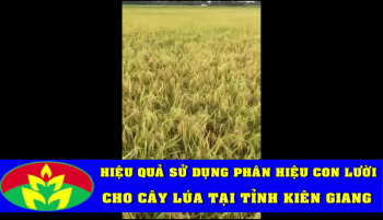Nông dân tại huyện U Minh Thượng, tỉnh Kiên Giang sử dụng phân bón hiệu Con Lười cho cây Lúa