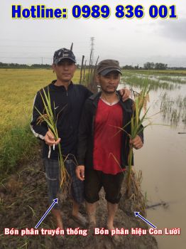 Phân bón tốt nhất hiện nay cho cây Lúa tại Cần Thơ