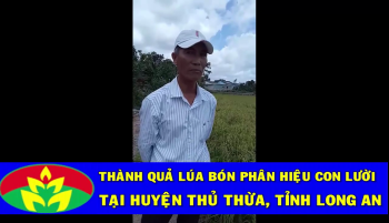 Nông dân huyện Thủ thừa, Long An sử dụng phân bón Công Nghệ Sinh Học hiệu Con Lười cho Lúa Nếp