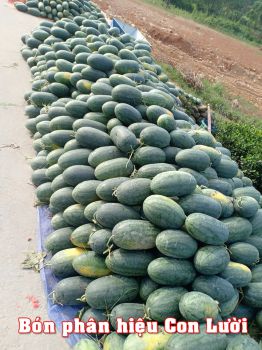 Dưa hấu an toàn được bón phân Công Nghệ Sinh học hiệu Con Lười tại tỉnh Thái Nguyên